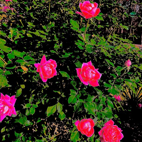 Top plays 2025-11-08