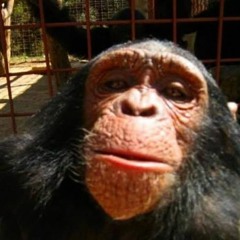 Gazzillion Ear REMIX