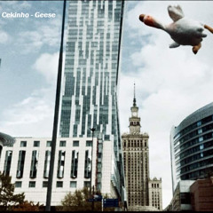 Cekinho - Geese A1
