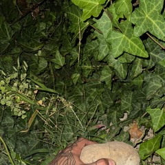 Leaves (demo)