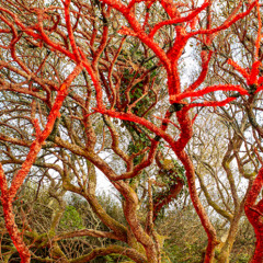 Panglossian [FORTHCOMING]