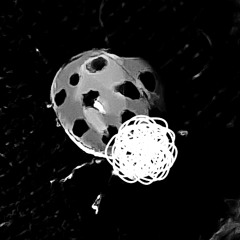 eu não tenho inimigos