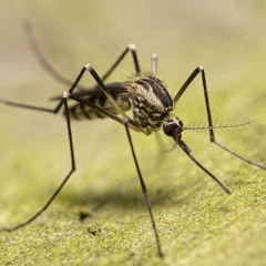 [LE VRAI DU FAUX]- Les moustiques, vecteurs de transmission de la pandémie de Covid-19 ?