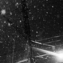 THE BEE & THE BUTTERFLY