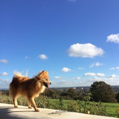 Sunshine Mix - Spring 2020