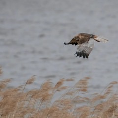 Marsh Harrier female begging call