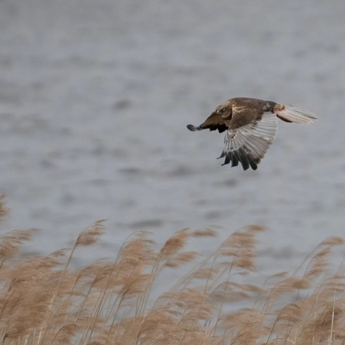 Marsh Harrier female begging call