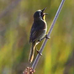 Morning Bird - 3 16 21, 1.46 PM