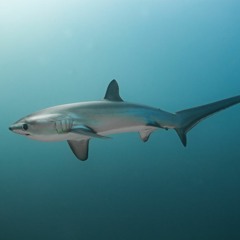 "Love Life" (Palm Muted Guitar Beat) [Free Download]