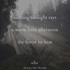 The forest (naviarhaiku592)