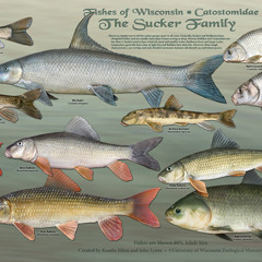 Fishes of Wisconsin