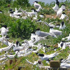 Migrating Terns (Featuring Phil Cunliffe)
