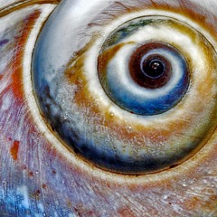 Moon Shell