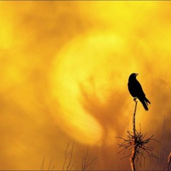 le corbeau et le soleil