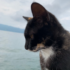 lake cat (beat)
