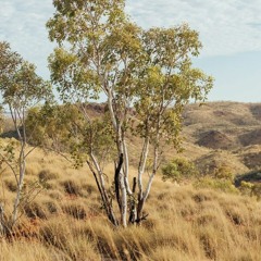 Dr Anthea Woodcock chats to ABC about Voluntary Assisted Dying services in the North West