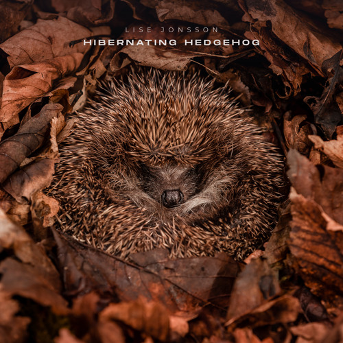 Hibernating Hedgehog