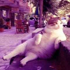 CHiLL kAAt iS BAAk