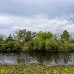 Atchafalya Swamp basin, Louisiana, United States, Spring 2022