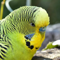 Parakeet (ft. Bi$h Bi$hop)