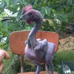 Bentleys, Nates, Nessas songs