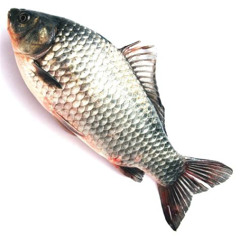 fish music