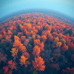 1969  Ang taglagas ay munting kamatayan   (Variation)