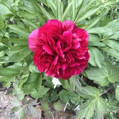 Chapter 24. Slinger’s Journey. 1