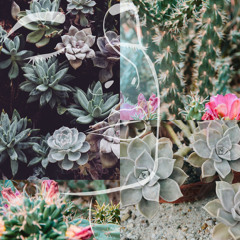 Cactus Garden