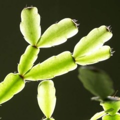 Este van, este van by Karácsonyi kaktusz