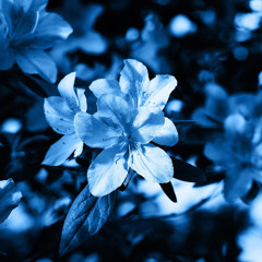 I don't wanna do this anymore, cover