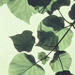 Transparent Leaf