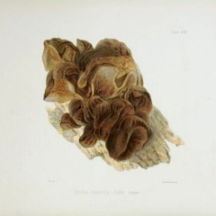 HK_Fantaisies_tracks_157