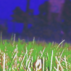 talon - shed.eye.of.angel