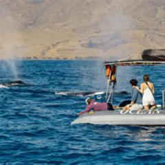 Best Hawaii Ocean Rafting Whale Watch And Snorkel Prices Reviews