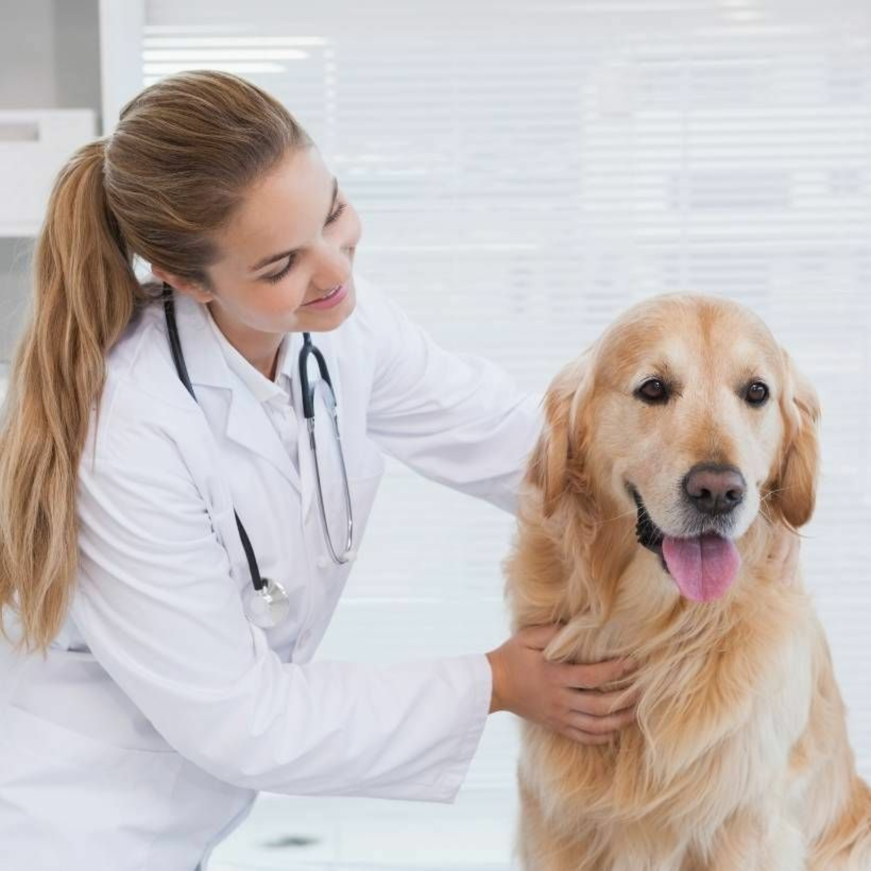 08/out/21 - Farmácia Veterinária: Passo a Passo para começar a vender medicamentos para animais episode artwork