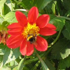 Veronika's waltz ( Revision executable music 2022 )