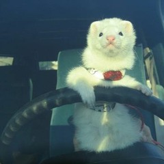 Ferret Music