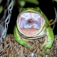 butterfly grass / untitled / frogs by the pond demo