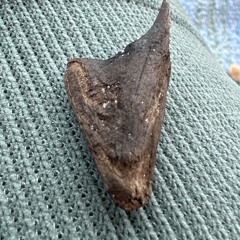 The Inferior Vena Cava