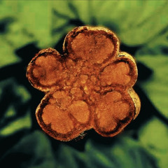 AYU, Jim Hahn - Tombari