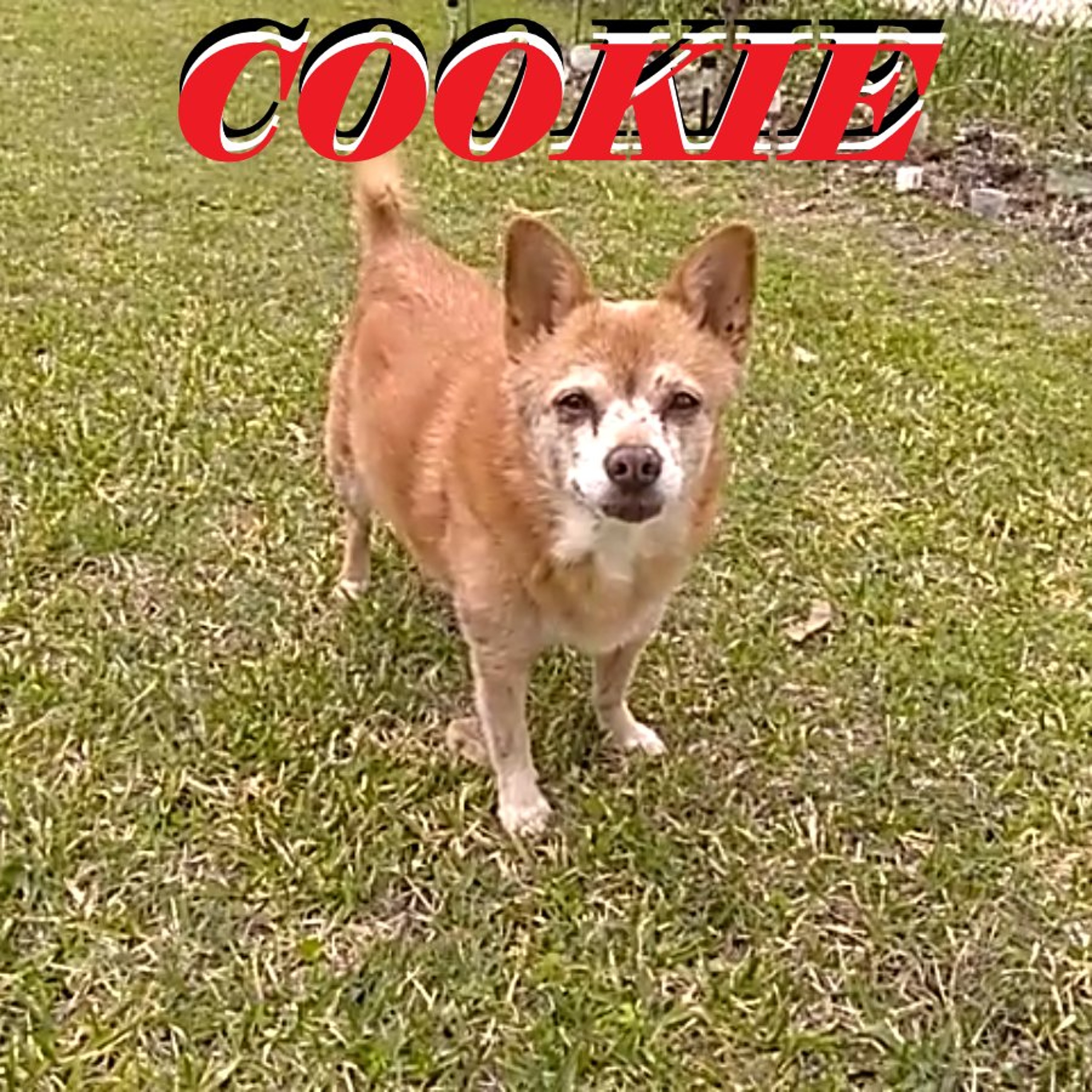COOKIE episode artwork