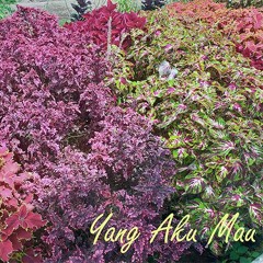 Yang Aku Mau (Original Song)