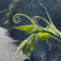 ŻαⒹ𝐚Ř ˙𐙚⋆˙𖠋𖠋𖠋⋆˚ᡣ𐭩⋱⋆