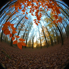 1969  가을은 작은 늙음이야 가을은 작은 죽음이야