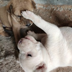 Trio Sonata in E flat major, BWV 525 - I. Allegro