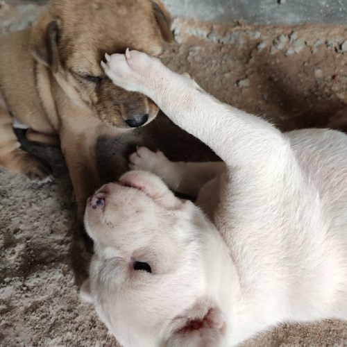 Trio Sonata in E flat major, BWV 525 - I. Allegro