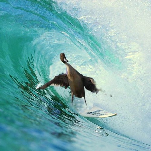 Owlkami - Quack