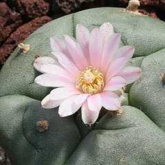 70. La Vieja Melodia