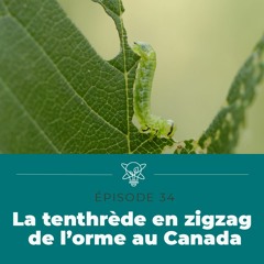La découverte de la tenthrède en zigzag de l’orme au Canada